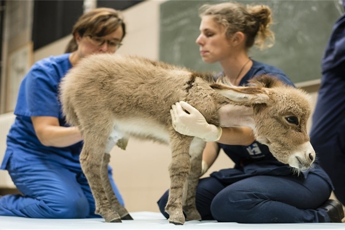 Are MEPs inadvertently causing animal suffering by going beyond scientific advice? Are MEPs inadvertently causing animal suffering by going beyond scientific advice?