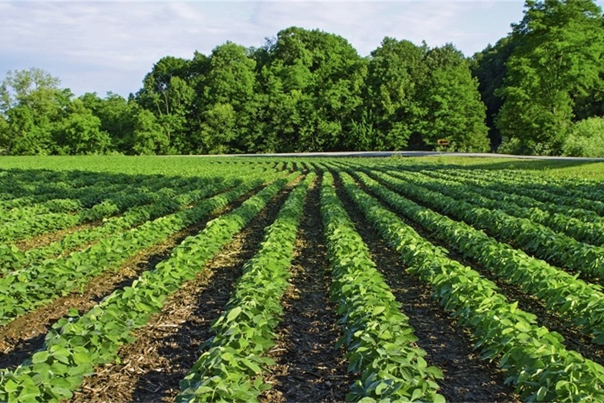 how-brazilian-agriculture-is-offering-sustainable-solutions