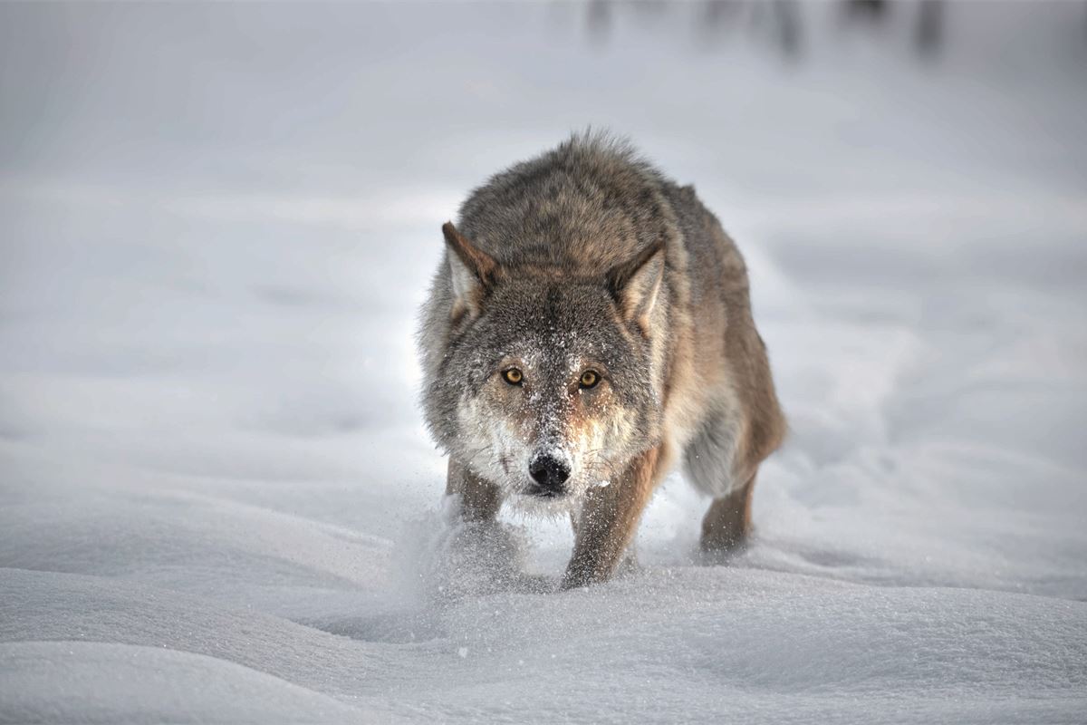 Head to head Time to downgrade protection status for Europe’s wolves?