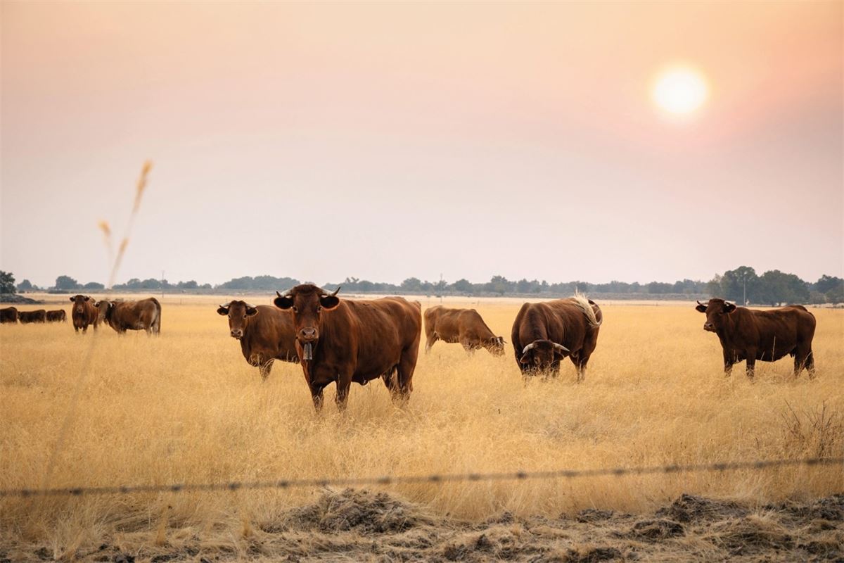 Europe’s farm policy shake-up pits green ambition against budget reality