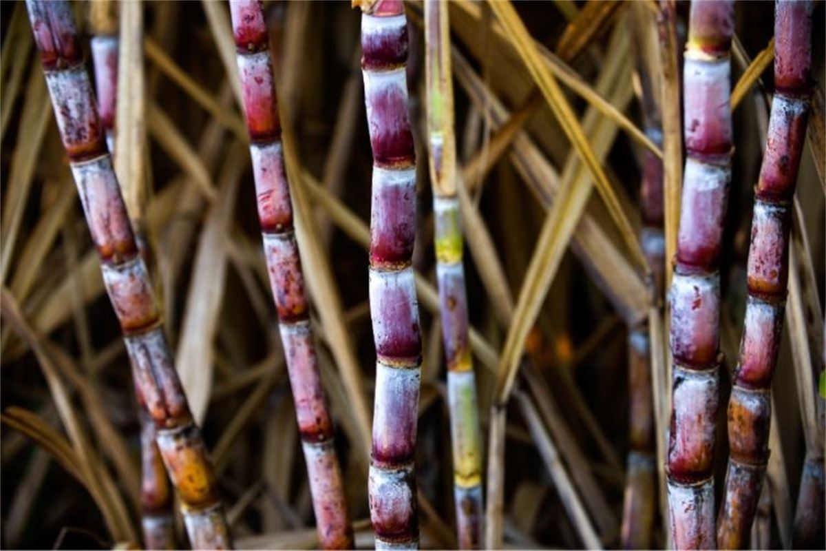 How bioethanol will power the EU-Brazil drive for transport decarbonisation