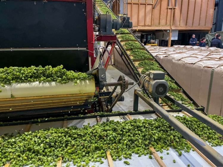 Hops