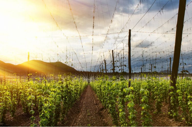 Every beer begins in a field. Brewing depends on the steady supply of high-quality agricultural ingredients