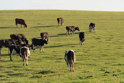 Ukraine farming sector