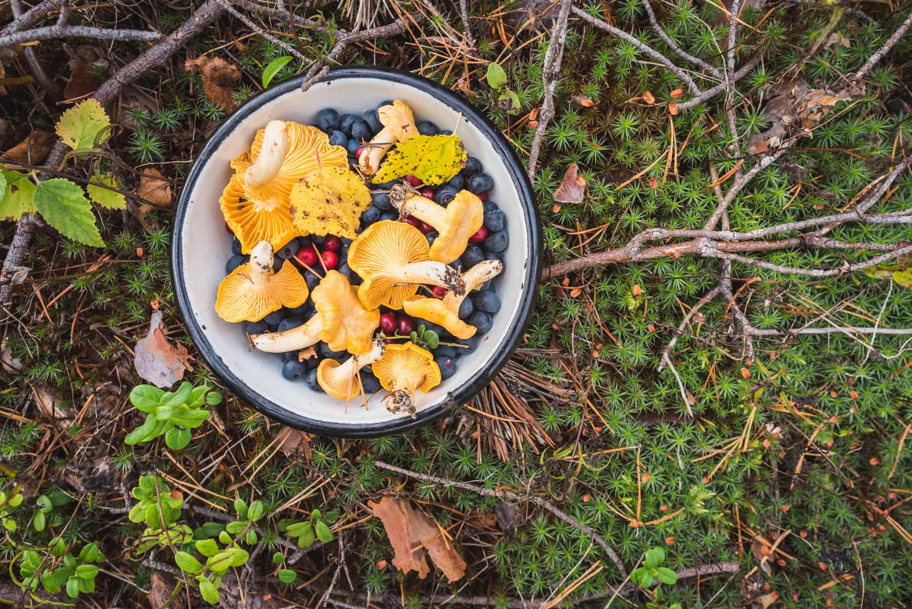 foraging finland right to roam